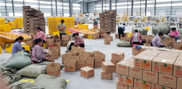 電商助力臍橙產業數字化升級 大額資金顯成效